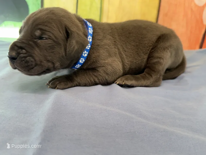 Eragon – Great Dane puppy for sale in Fort Wayne, IN