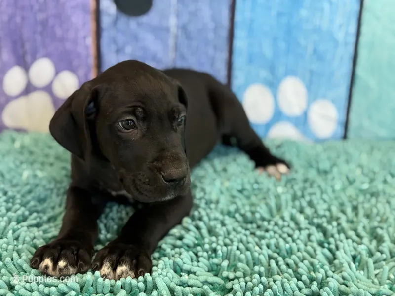 Colonel – Great Dane puppy for sale in Fort Wayne, IN