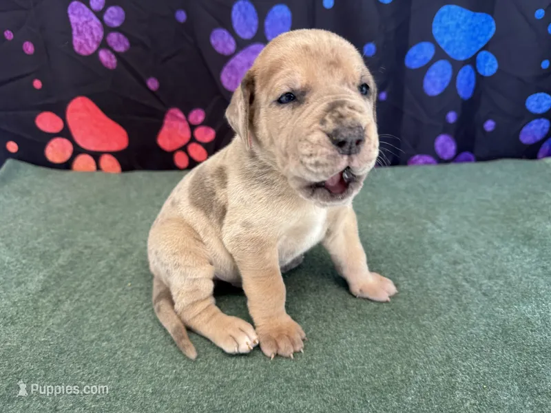 Rusty – Great Dane puppy for sale in Fort Wayne, IN