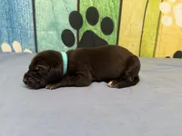 Ned, a male Great Dane for sale in Fort Wayne, IN – Photo 3 of 6