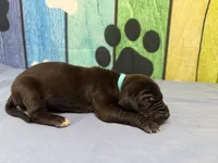 Ned, a male Great Dane for sale in Fort Wayne, IN – Photo 4 of 6