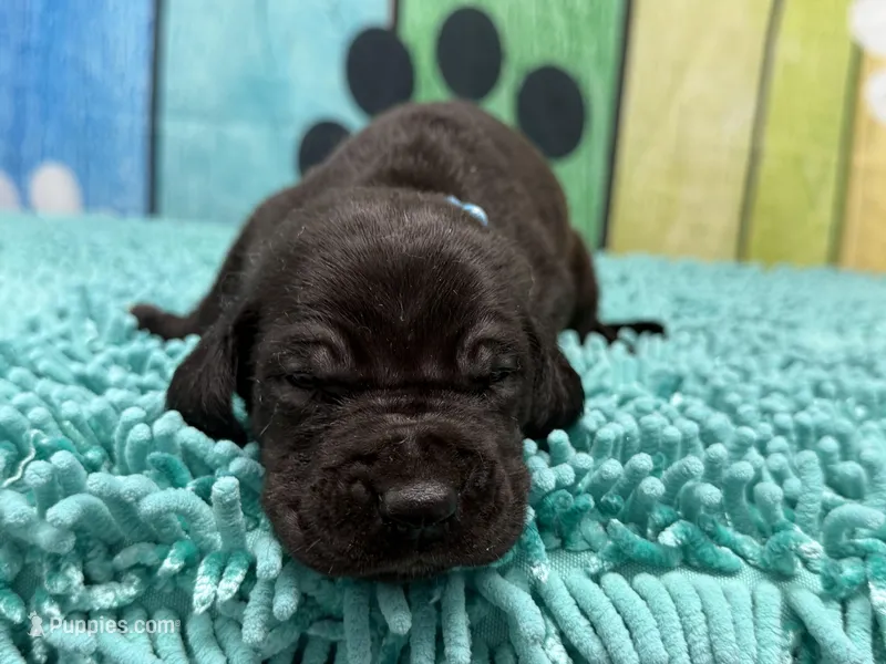 Ned – Great Dane puppy for sale in Fort Wayne, IN