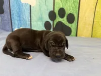 Ned, a male Great Dane for sale in Fort Wayne, IN – Photo 2 of 6