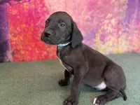 Ned, a male Great Dane for sale in Fort Wayne, IN – Photo 3 of 10