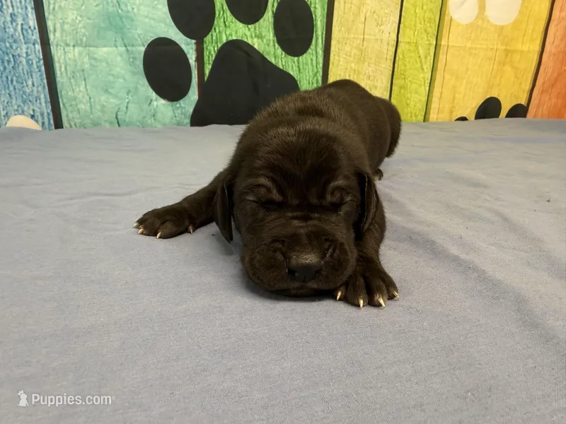 Ned – Great Dane puppy for sale in Fort Wayne, IN