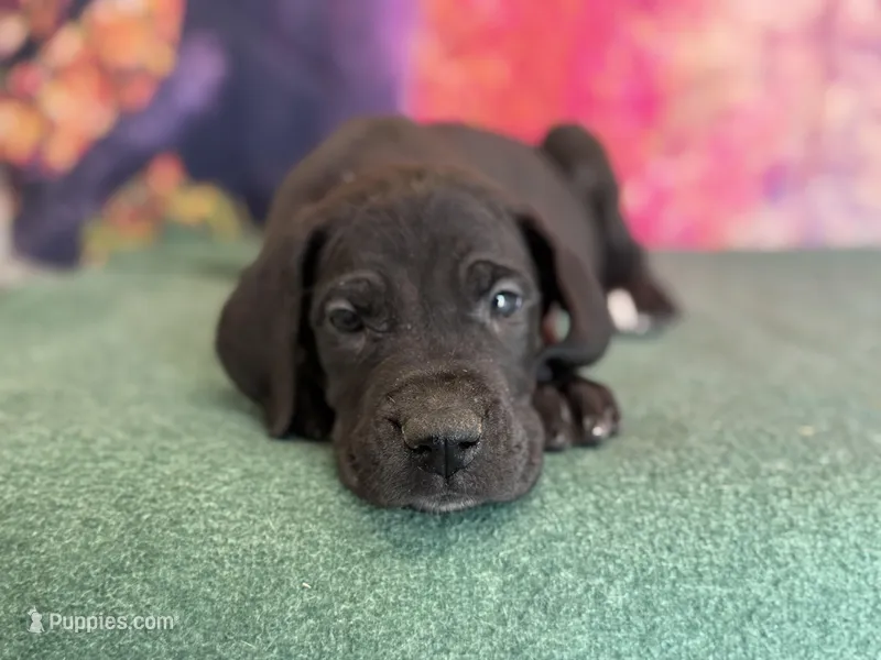 Ned – Great Dane puppy for sale in Fort Wayne, IN