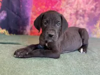 Ned, a male Great Dane for sale in Fort Wayne, IN – Photo 2 of 10