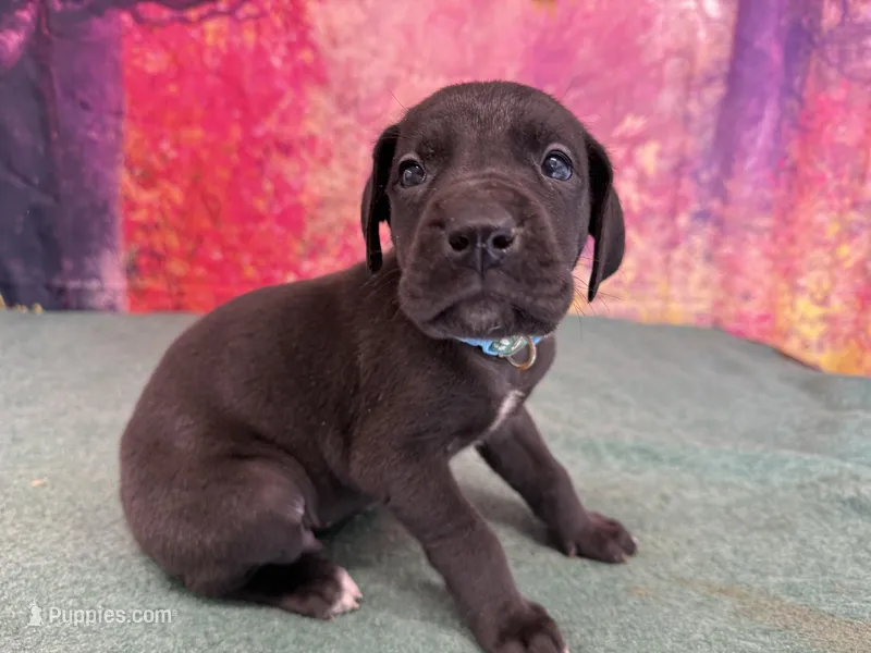 Ned – Great Dane puppy for sale in Fort Wayne, IN