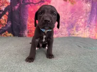 Ned, a male Great Dane for sale in Fort Wayne, IN – Photo 5 of 10
