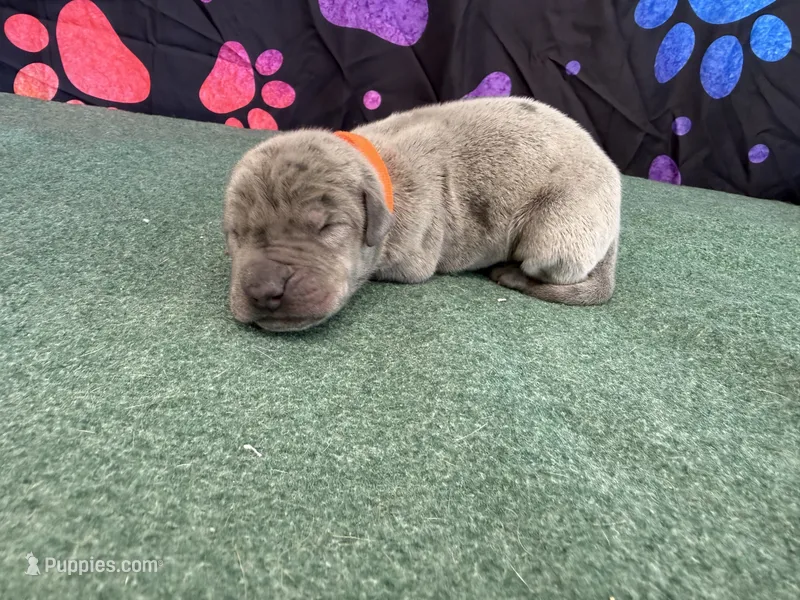 Lucky – Great Dane puppy for sale in Fort Wayne, IN