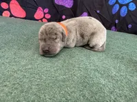 Lucky, a male Great Dane for sale in Fort Wayne, IN – 1 of 5