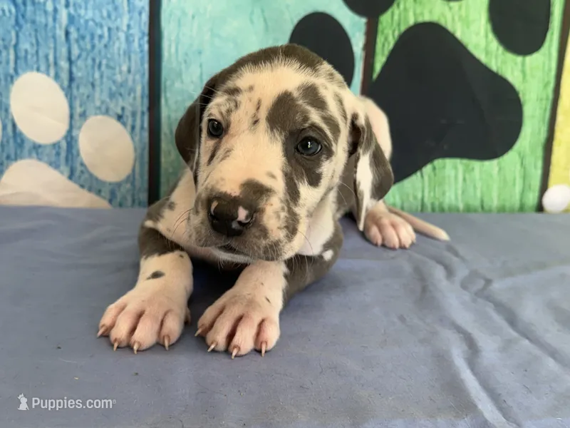 Anita – Great Dane puppy for sale in Fort Wayne, IN