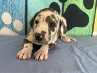 Anita, a female Great Dane for sale in Fort Wayne, IN – 1 of 10