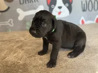 Pongo, a male Great Dane for sale in Fort Wayne, IN – 2 of 5