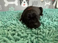 Brom, a male Great Dane for sale in Fort Wayne, IN – 2 of 5