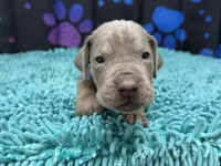 Masuka, a male Great Dane for sale in Fort Wayne, IN – Photo 5 of 10