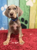 Masuka, a male Great Dane for sale in Fort Wayne, IN – Photo 1 of 10