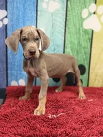 Masuka, a male Great Dane for sale in Fort Wayne, IN – Photo 2 of 10