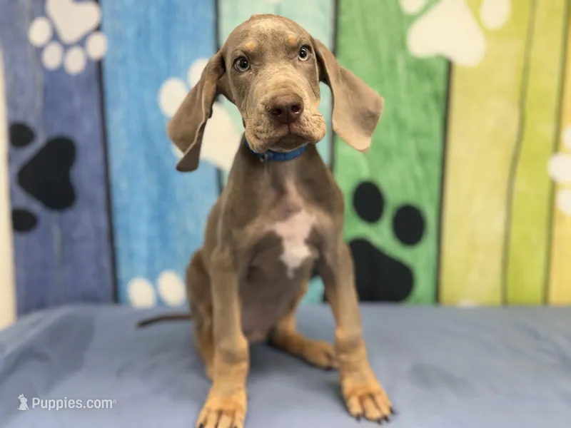 Masuka – Great Dane puppy for sale in Fort Wayne, IN
