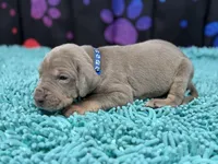 Masuka, a male Great Dane for sale in Fort Wayne, IN – Photo 6 of 10