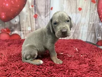Masuka, a male Great Dane for sale in Fort Wayne, IN – Photo 4 of 10