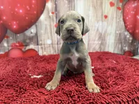 Masuka, a male Great Dane for sale in Fort Wayne, IN – Photo 3 of 10