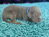 Masuka, a male Great Dane for sale in Fort Wayne, IN – Photo 7 of 10