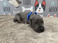 Roger, a male Great Dane for sale in Fort Wayne, IN – 2 of 5