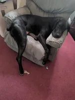 Arya, a female Great Dane for sale in Fort Wayne, IN – Photo 4 of 5