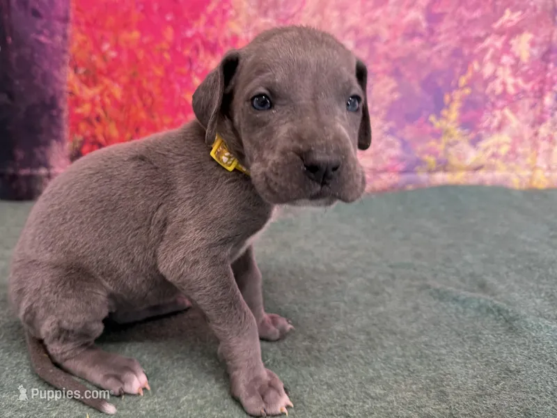 Arya – Great Dane puppy for sale in Fort Wayne, IN