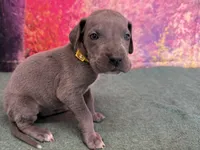 Arya, a female Great Dane for sale in Fort Wayne, IN – Photo 1 of 10