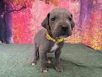 Arya, a female Great Dane for sale in Fort Wayne, IN – Photo 2 of 10