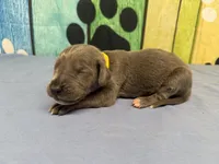 Arya, a female Great Dane for sale in Fort Wayne, IN – Photo 2 of 5