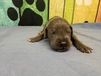 Arya, a female Great Dane for sale in Fort Wayne, IN – Photo 3 of 5