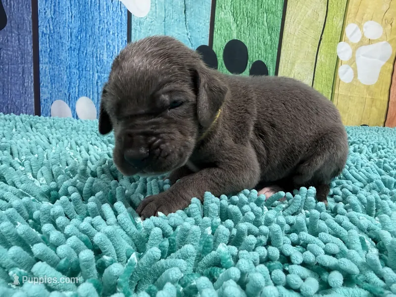 Arya – Great Dane puppy for sale in Fort Wayne, IN