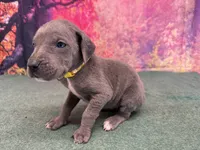 Arya, a female Great Dane for sale in Fort Wayne, IN – Photo 3 of 10