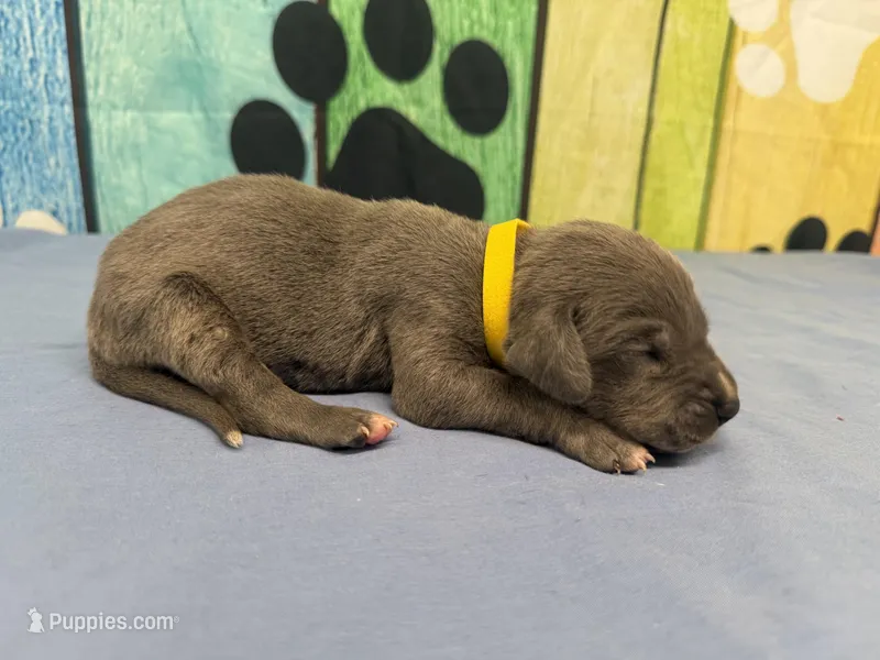 Arya – Great Dane puppy for sale in Fort Wayne, IN