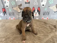 Horace, a male Great Dane for sale in Fort Wayne, IN – 4 of 10