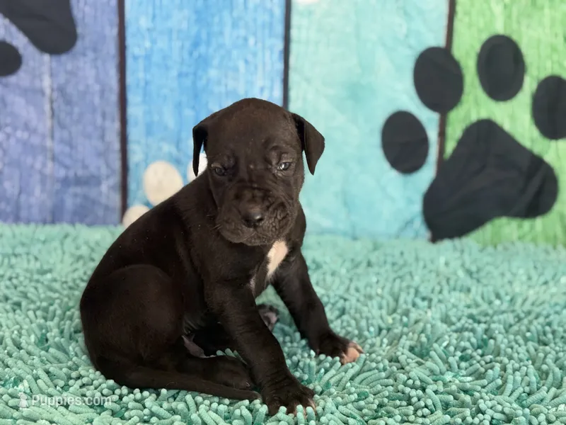 Roran – Great Dane puppy for sale in Fort Wayne, IN