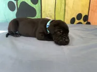 Roran, a male Great Dane for sale in Fort Wayne, IN – 5 of 10