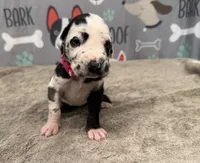 Perdita, a female Great Dane for sale in Fort Wayne, IN – 2 of 5