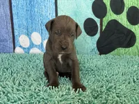 Saphira, a female Great Dane for sale in Fort Wayne, IN – 4 of 10