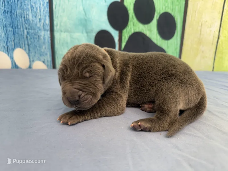 Tommen  – Great Dane puppy for sale in Fort Wayne, IN