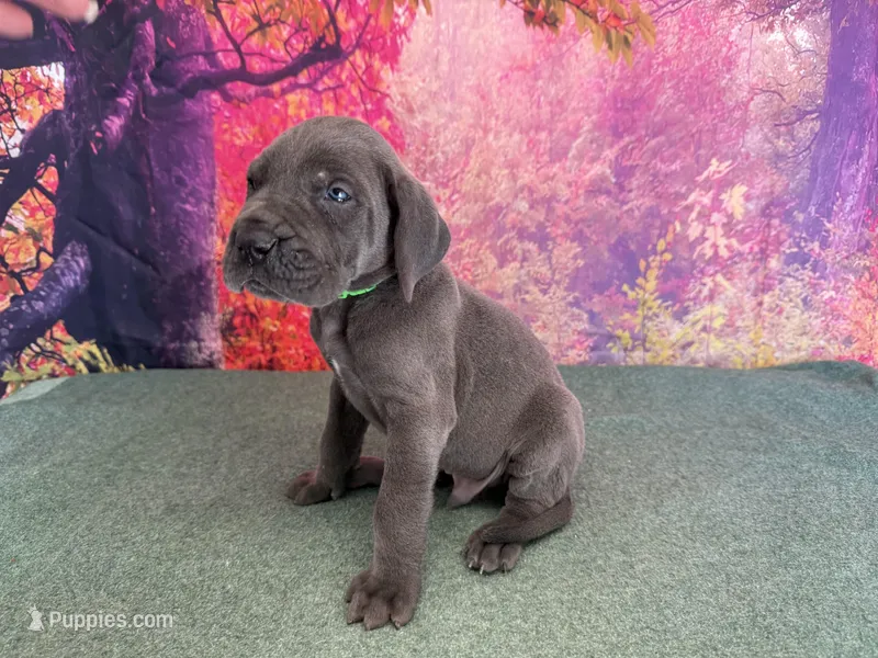Tommen  – Great Dane puppy for sale in Fort Wayne, IN