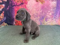 Tommen , a male Great Dane for sale in Fort Wayne, IN – 1 of 10
