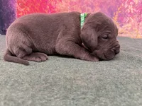 Tommen , a male Great Dane for sale in Fort Wayne, IN – 6 of 10