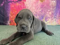 Tommen , a male Great Dane for sale in Fort Wayne, IN – 3 of 10