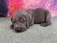 Tommen , a male Great Dane for sale in Fort Wayne, IN – 2 of 10