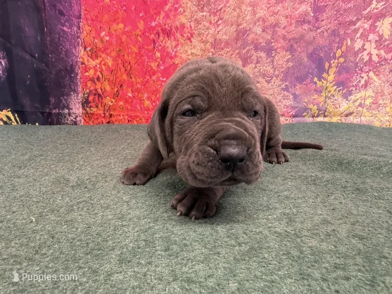 Tommen  – Great Dane puppy for sale in Fort Wayne, IN