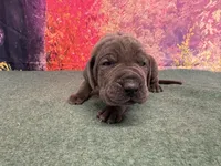 Tommen , a male Great Dane for sale in Fort Wayne, IN – 4 of 10
